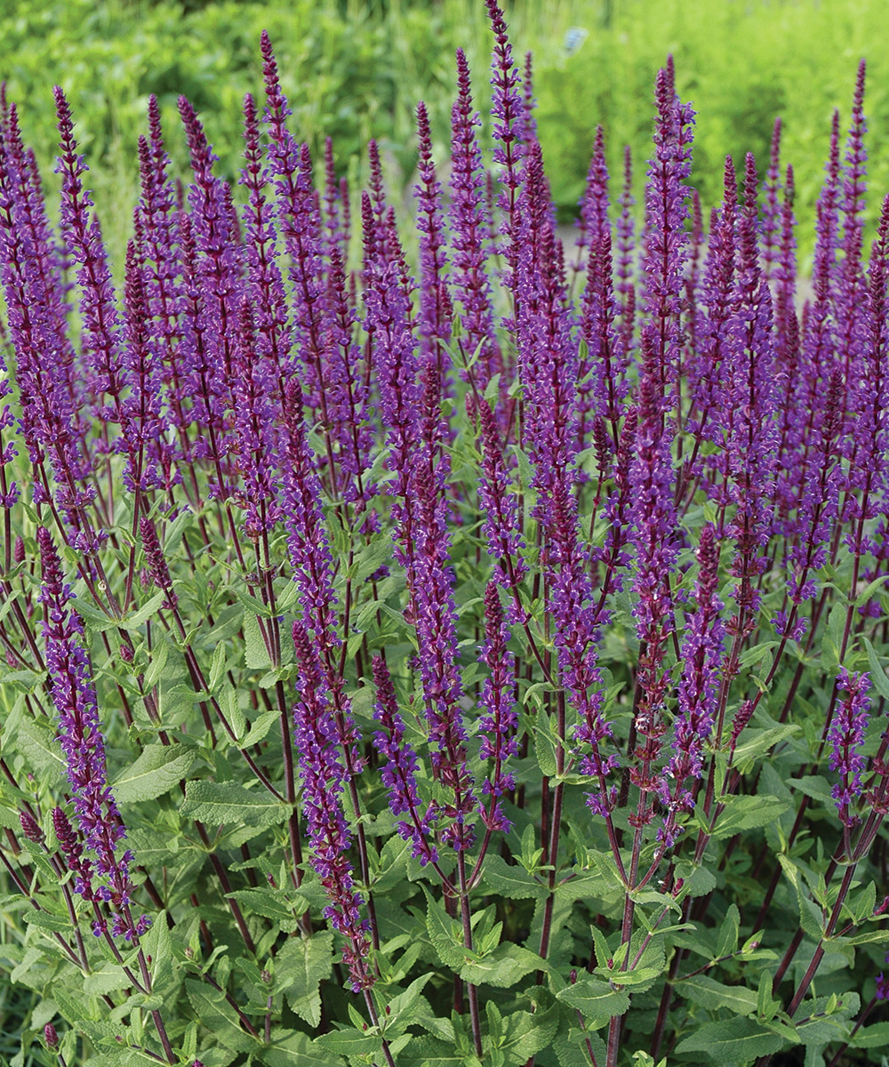 Caradonna Salvia