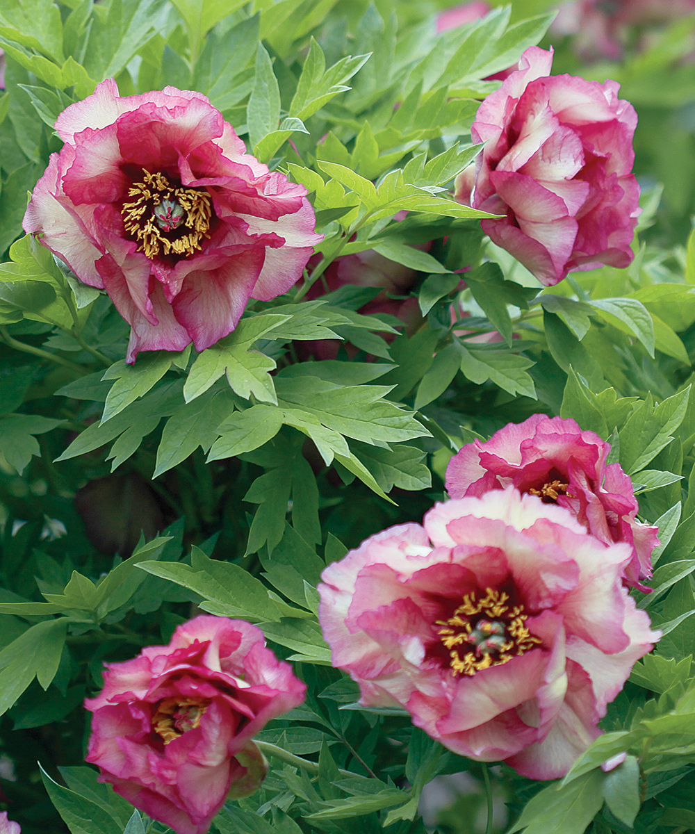 Gauguin Tree Peony