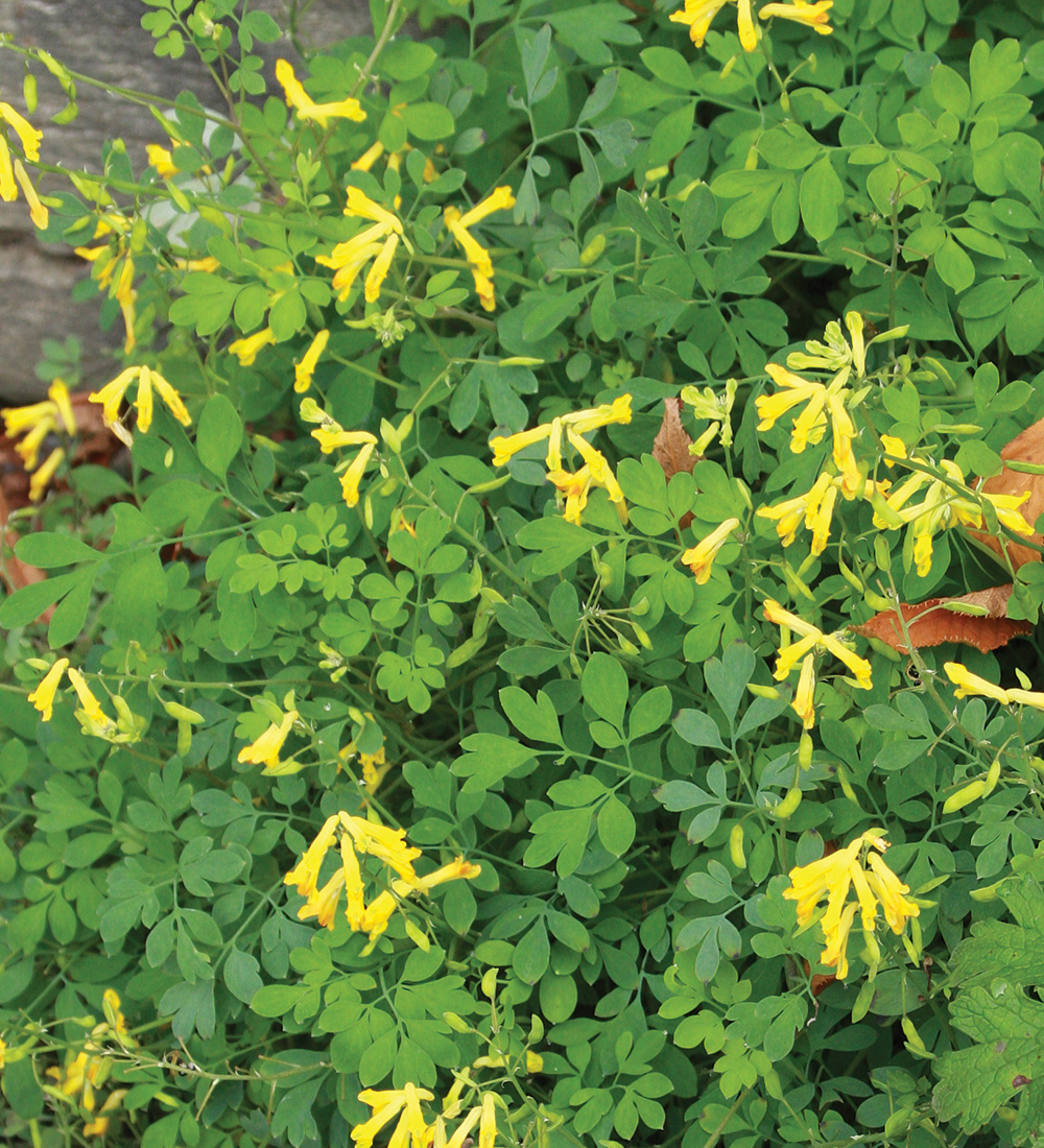 Yellow Corydalis