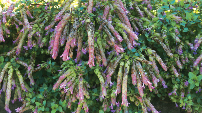 ‘Bristol Cross’ oregano