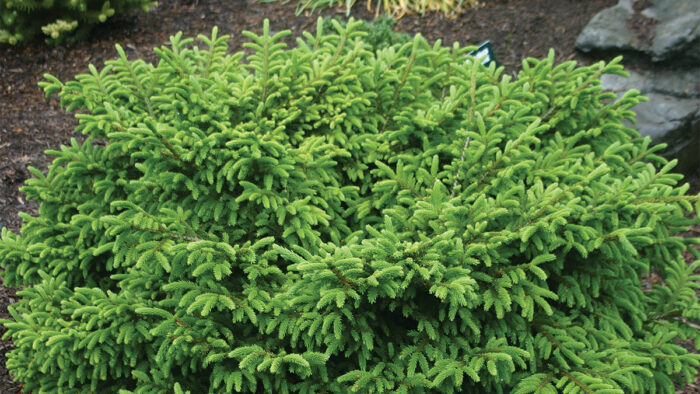 deer-resistant plants for the midwest