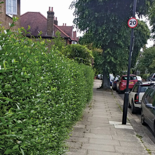 hedge along street helps keep the area cooler in a city