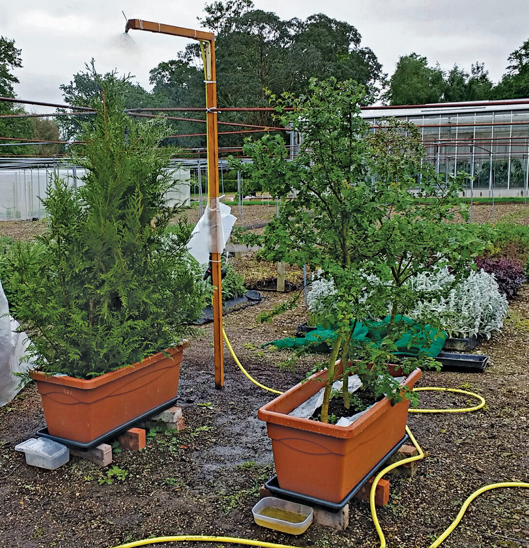 Experimental site testing water holding capacity of shrub canopies