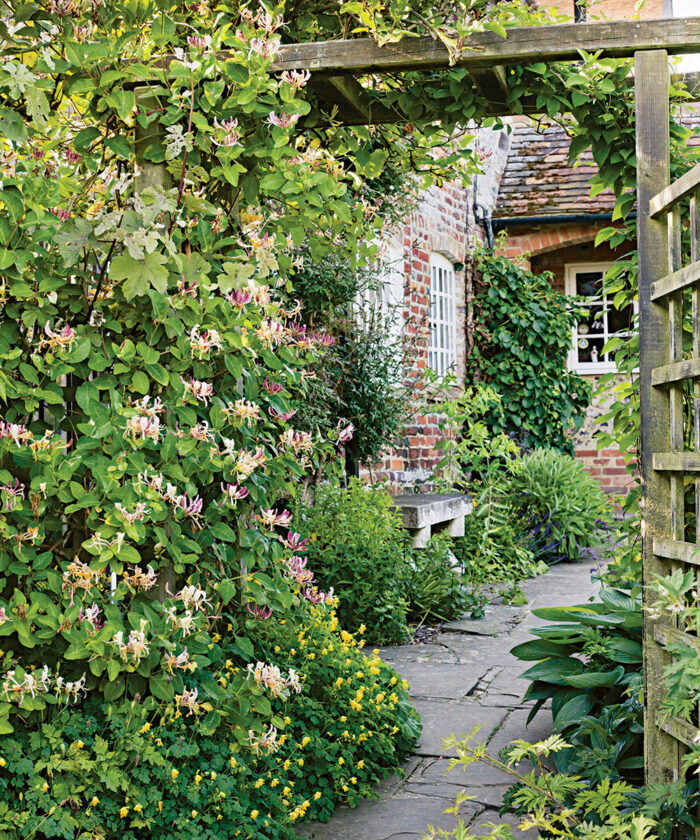 7 Gorgeous Climbing Vines That Won't Take Over - FineGardening