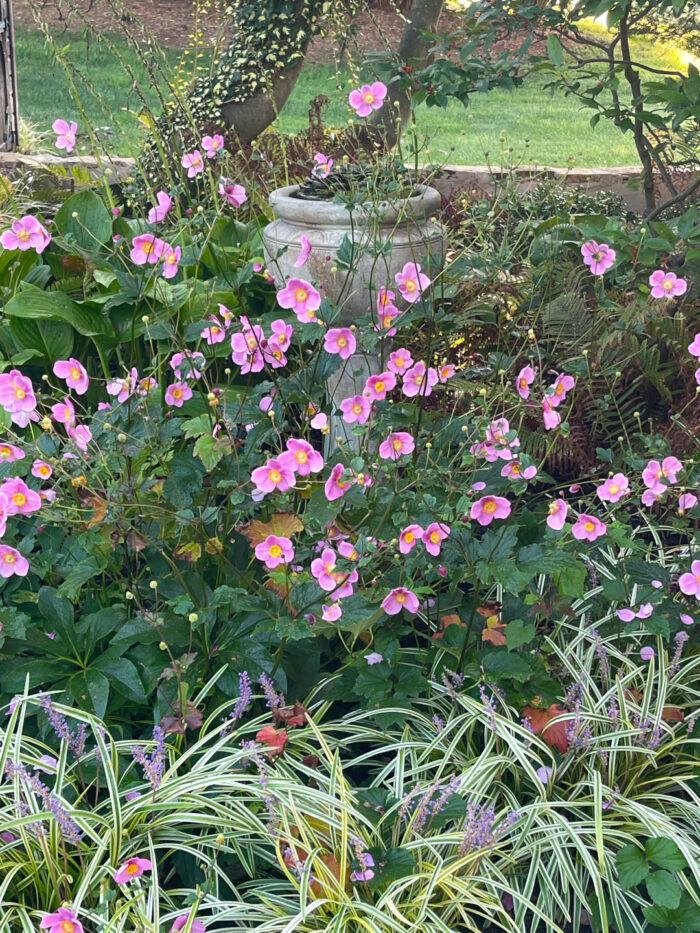 close up of pink Japanese anemones above variegated grass