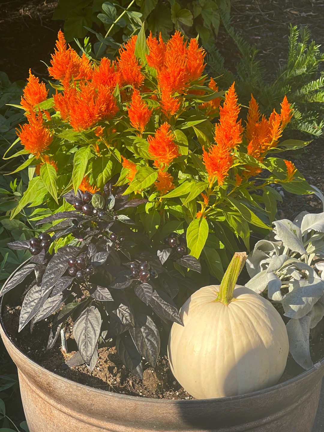 close up of fall container planting with orange flowers and white pumpkin