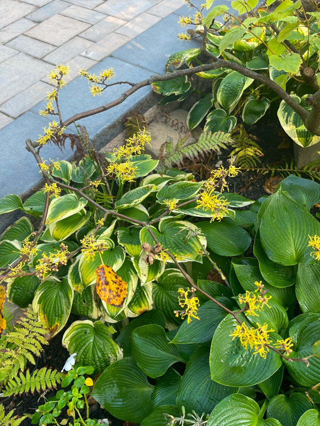 yellow witch hazel flowers above hostas