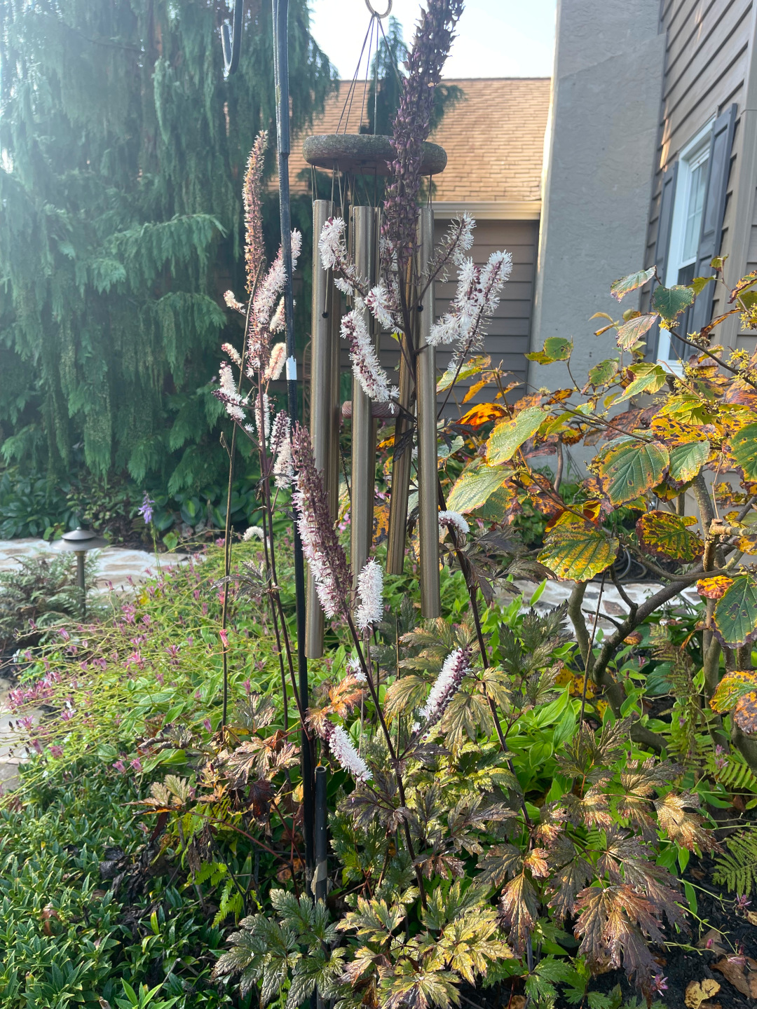 dark fall foliage around spires of white flowers