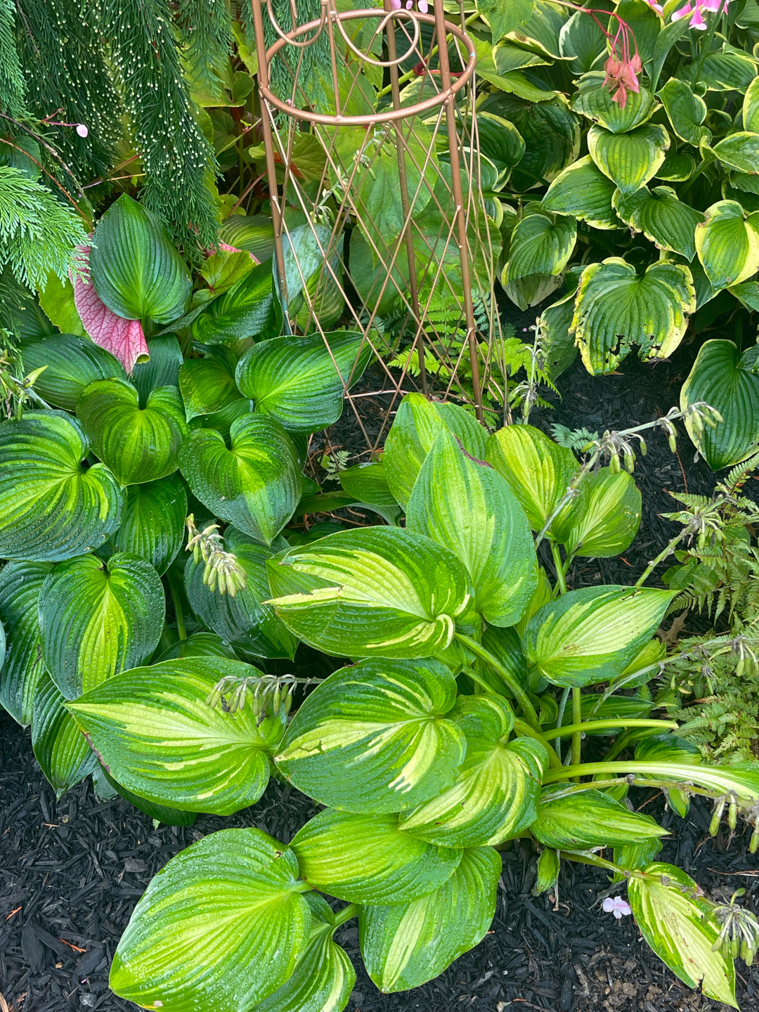 close up of various variegated hostas