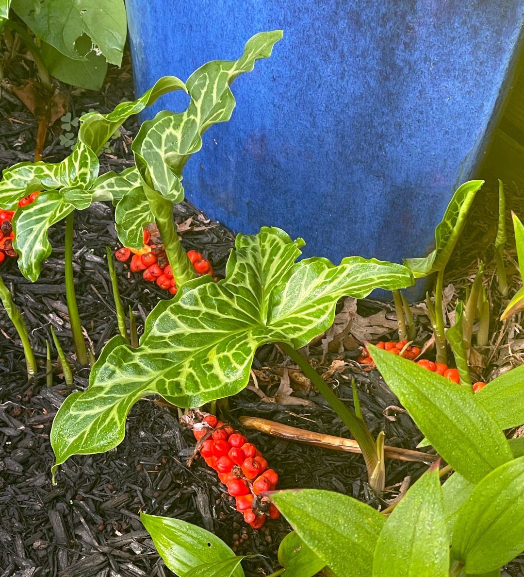 close up of plant with curly, variegated foliage and orange berries