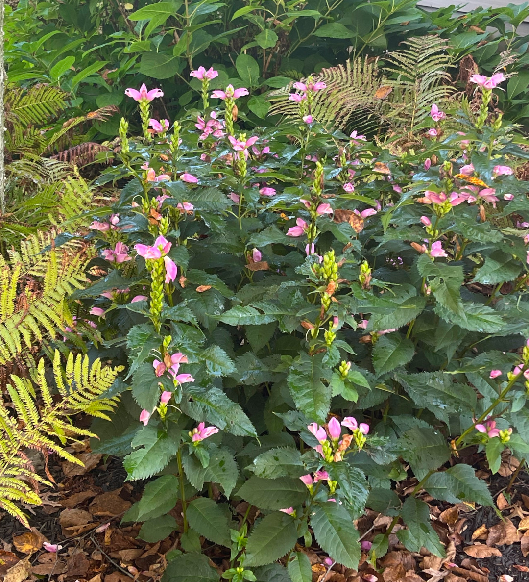 plants with small pink flowers and dark foliage