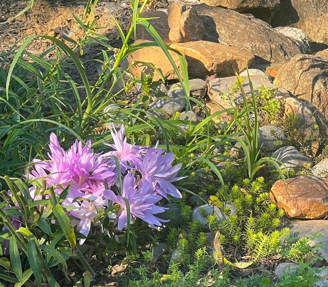 close up of small pink flowers amongst other low-growing plants