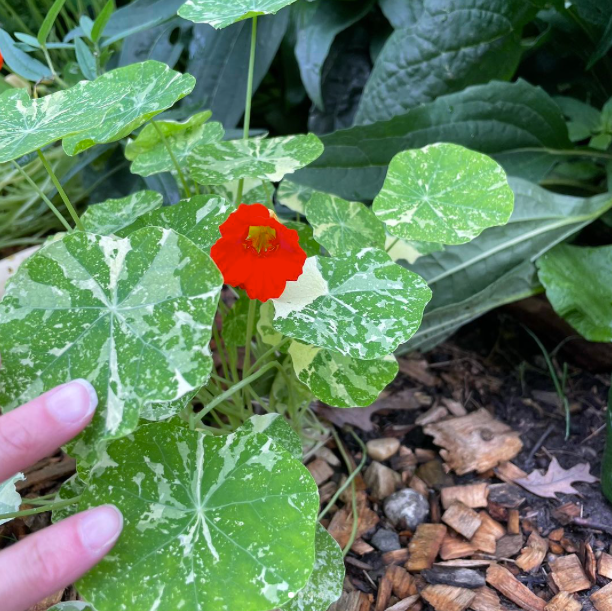 close up of red nasturtium flower