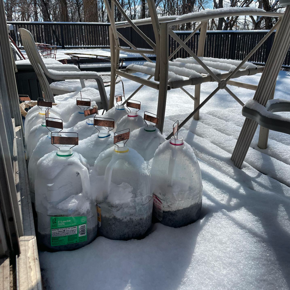 seed starting in milk cartons on snow covered deck