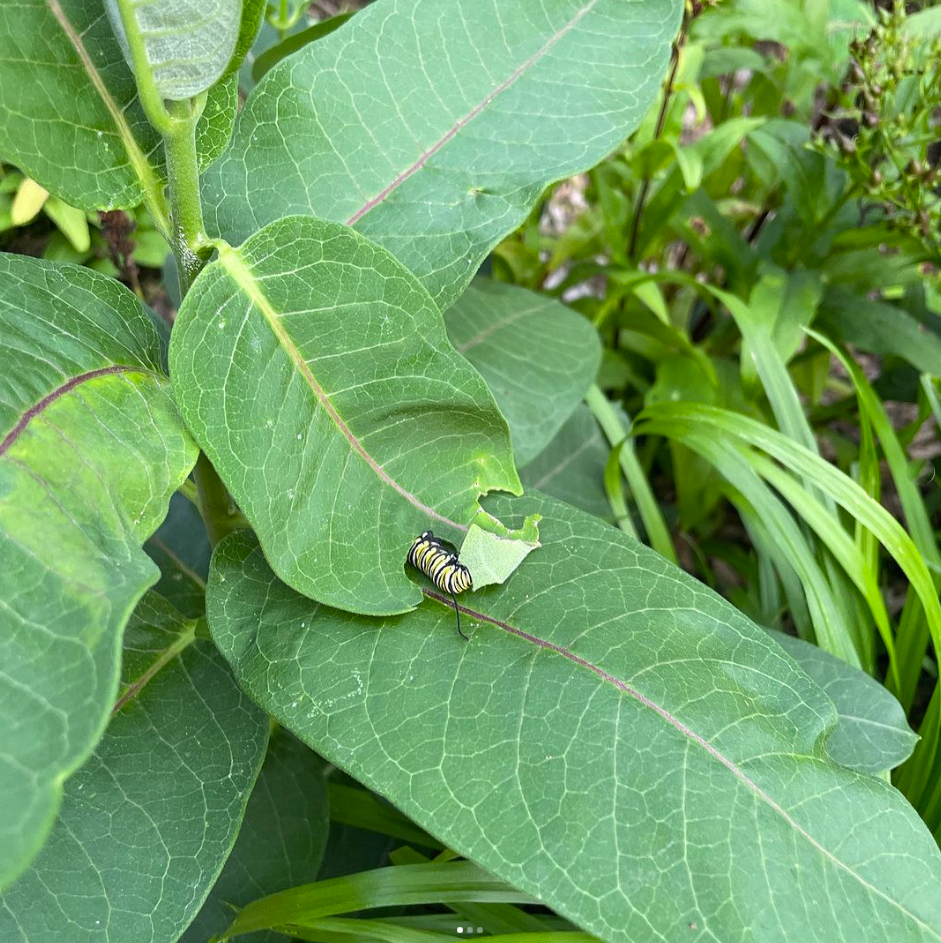 monarch butterfly caterpillar eating a large plant leaf