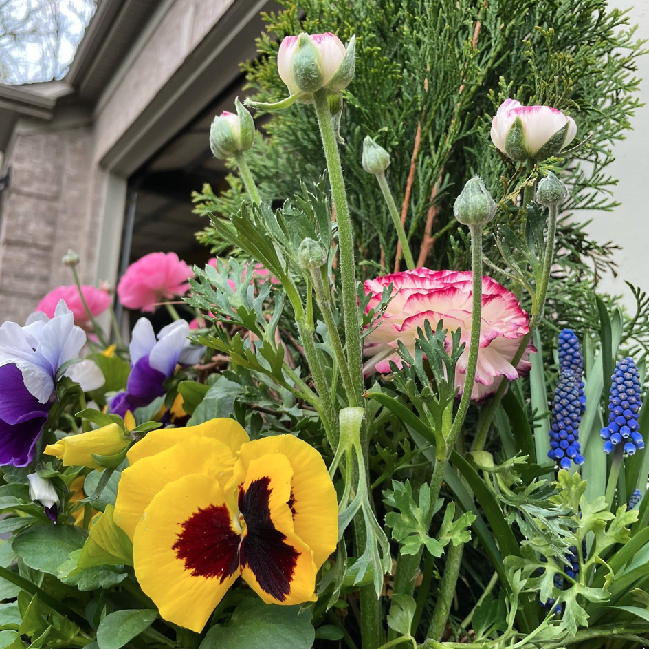 close up of various flowers in spring