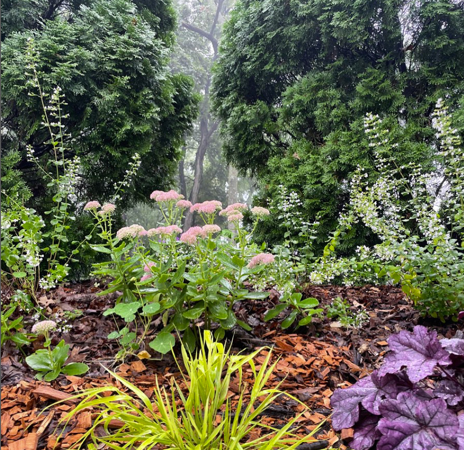 close up of mulched garden bed with pink flowers and colorful foliage