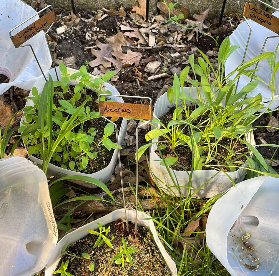 milk cartons full of plant seedlings