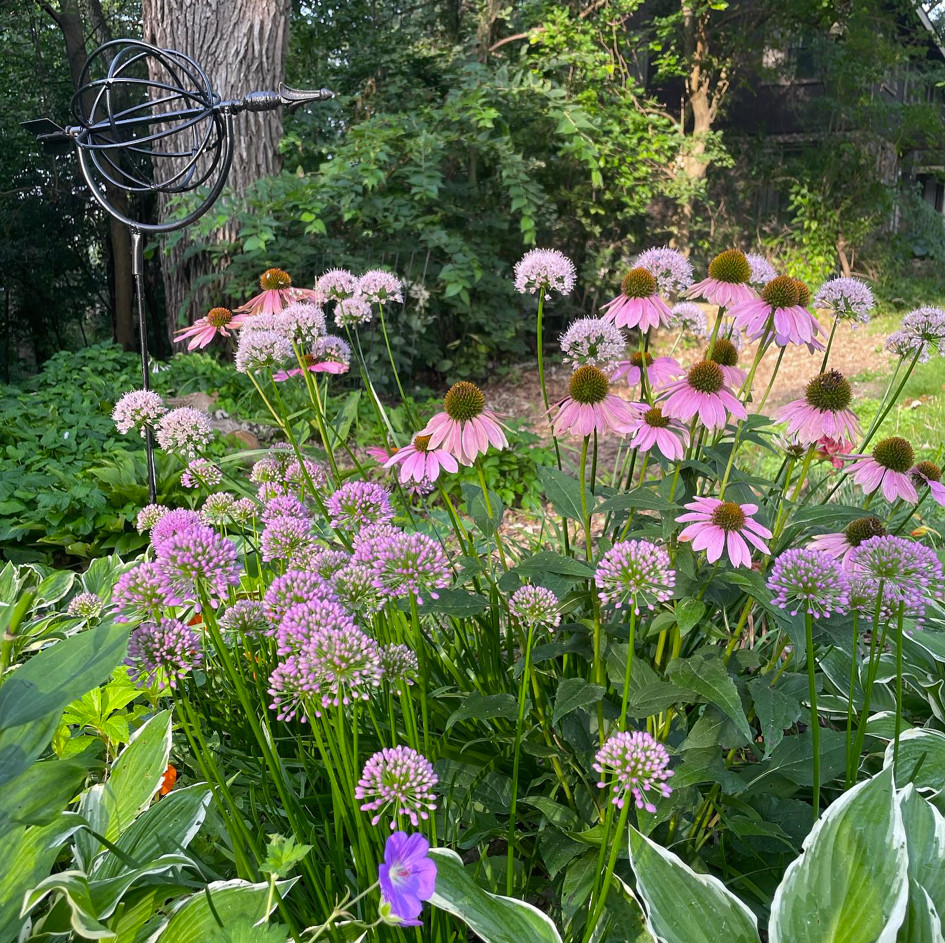 close up of pink allium and coneflowers