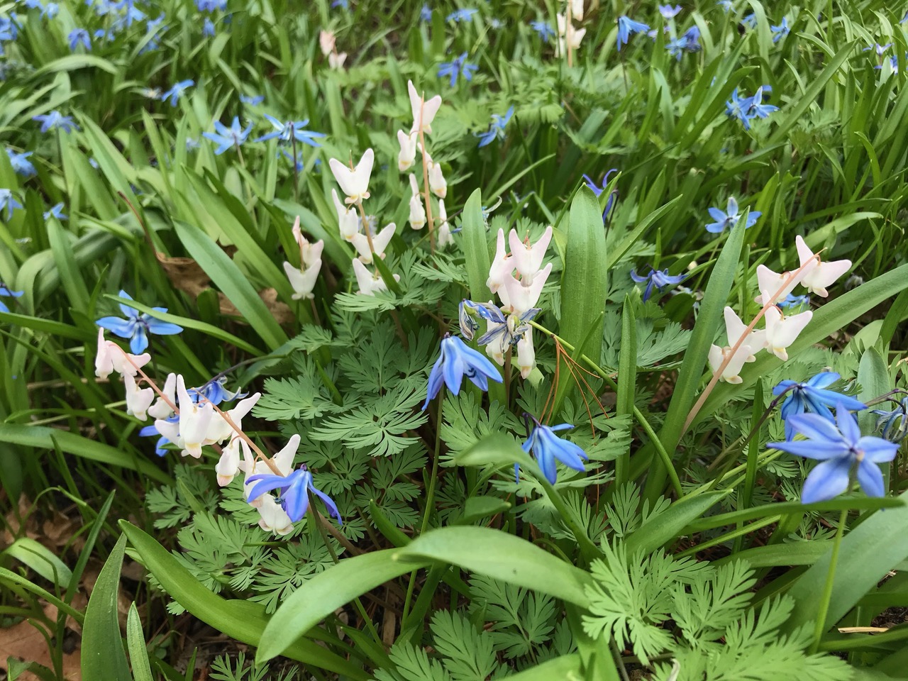 close up of small white and blue flowers