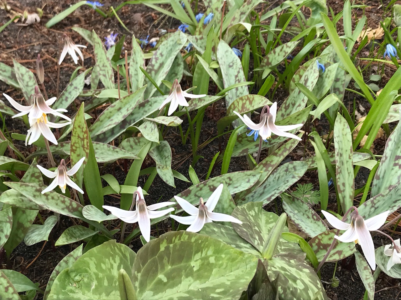 close up of mottled leaves and small white flowers