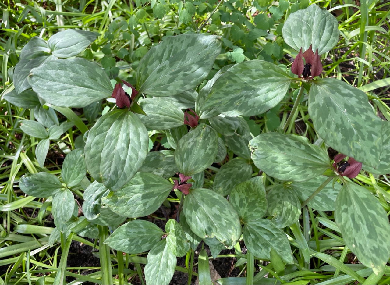 close up of Red trillium