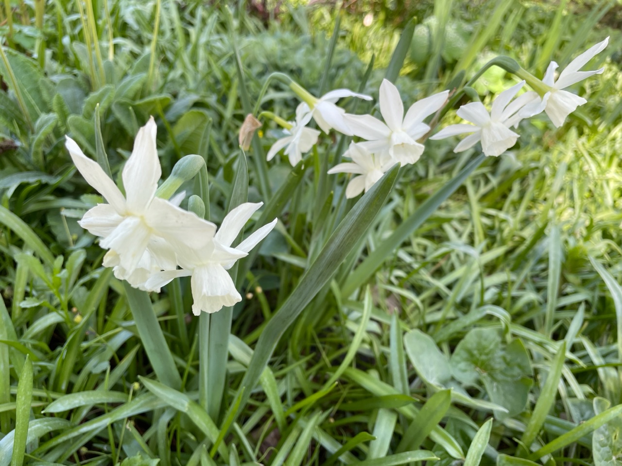 close up of white daffodils