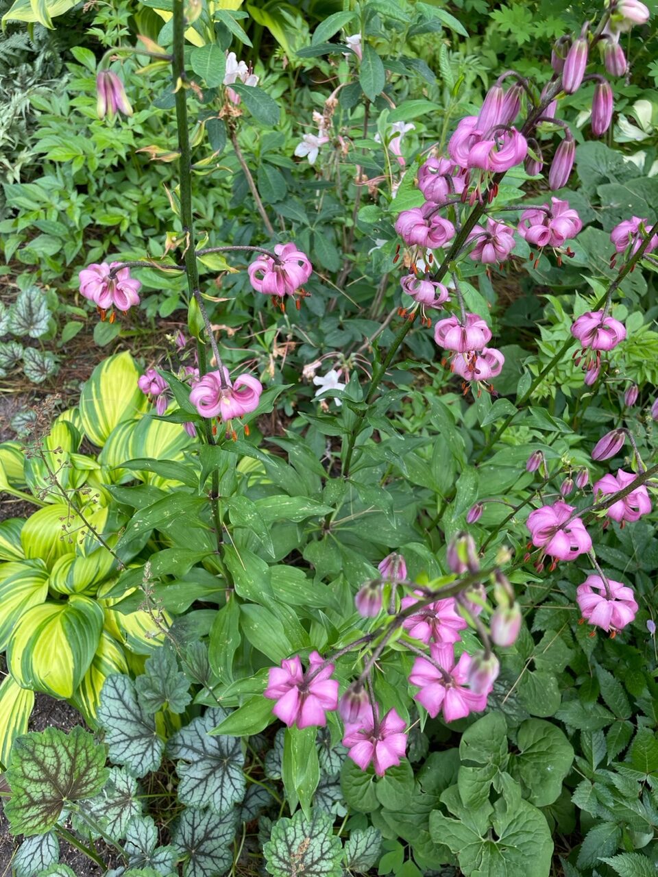 pink lilies above various foliage plants