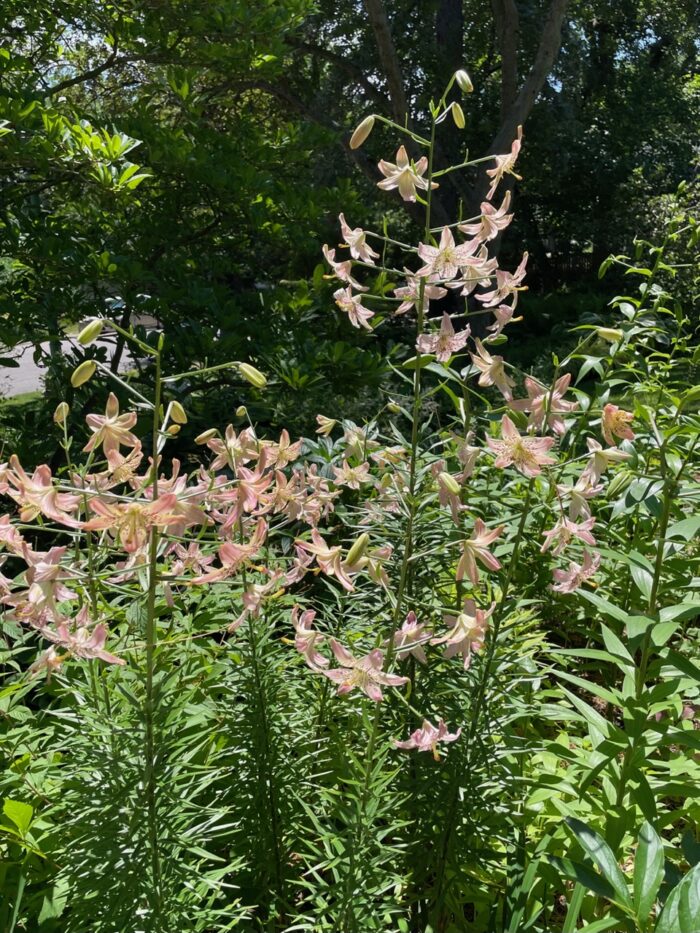 close up of light pink asiatic lilies