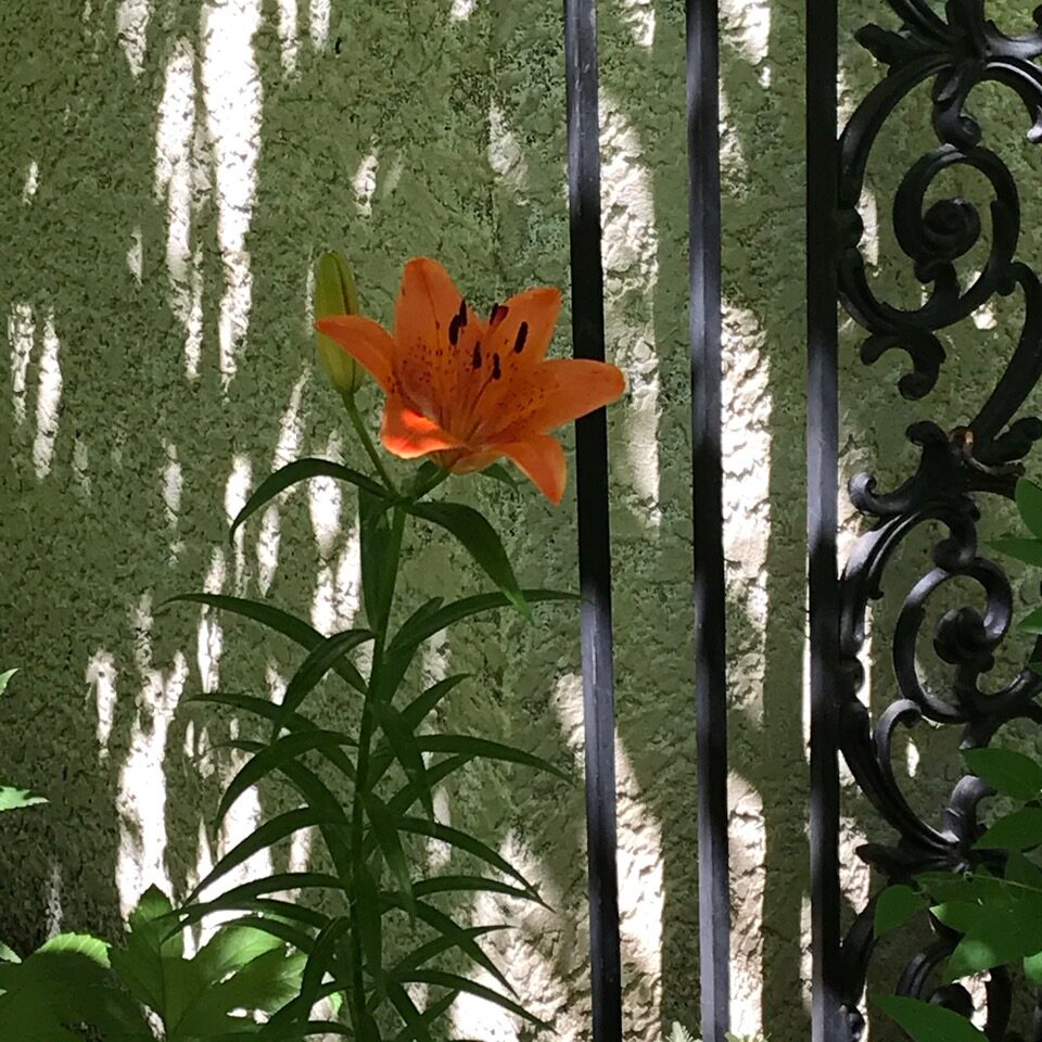 bright orange asiatic lily in the shade