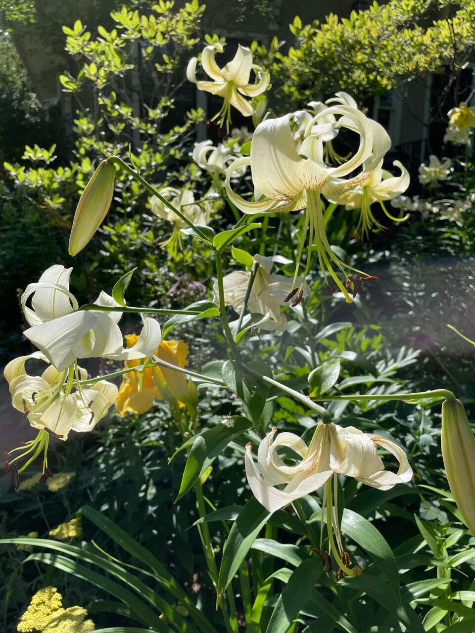 close up of white Orienpet lilies