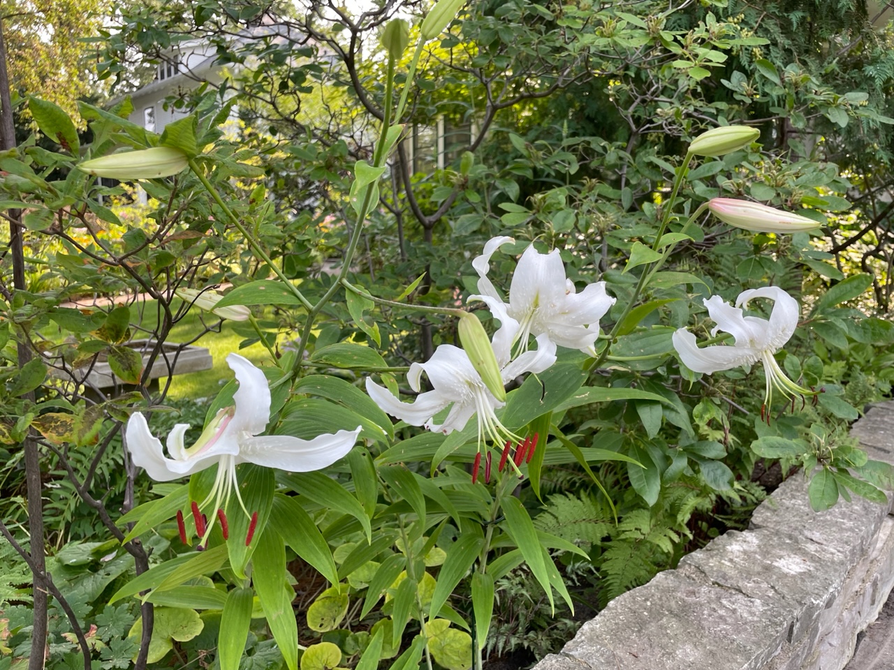 close up of white Oriental lilies