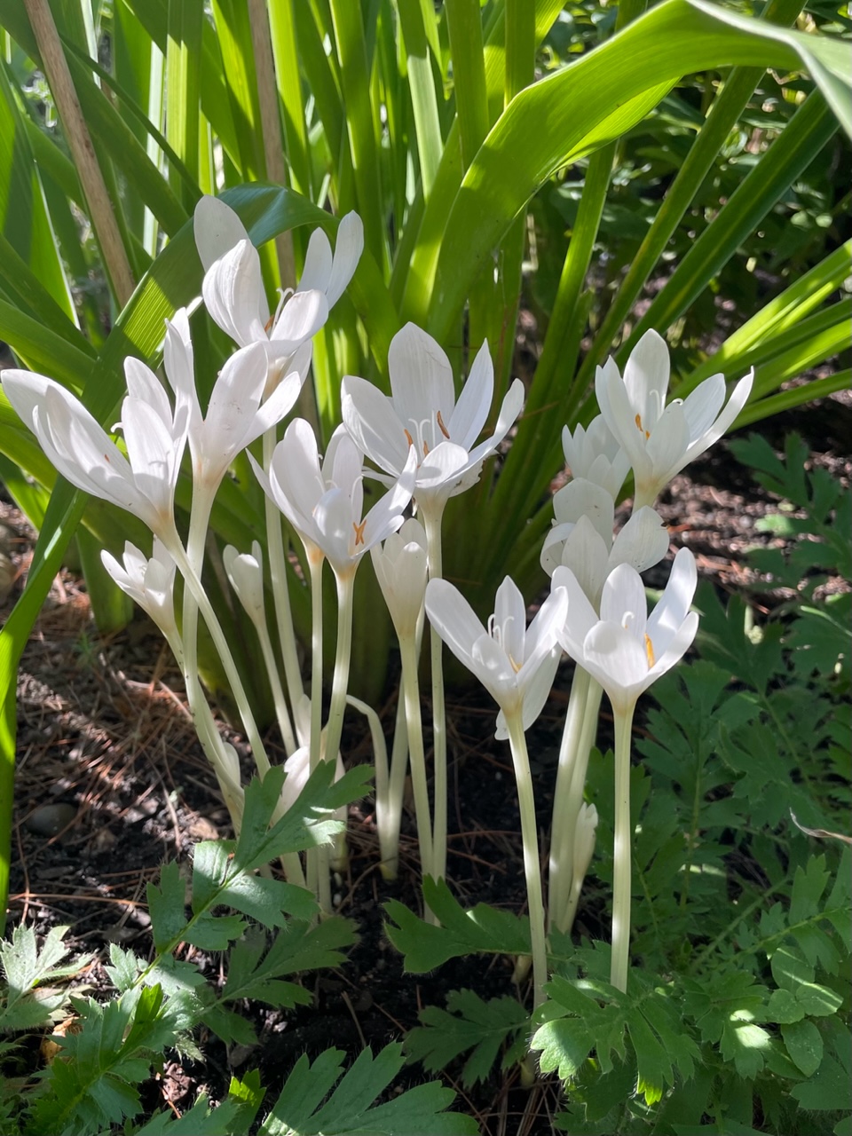 close up of white autumn crocus