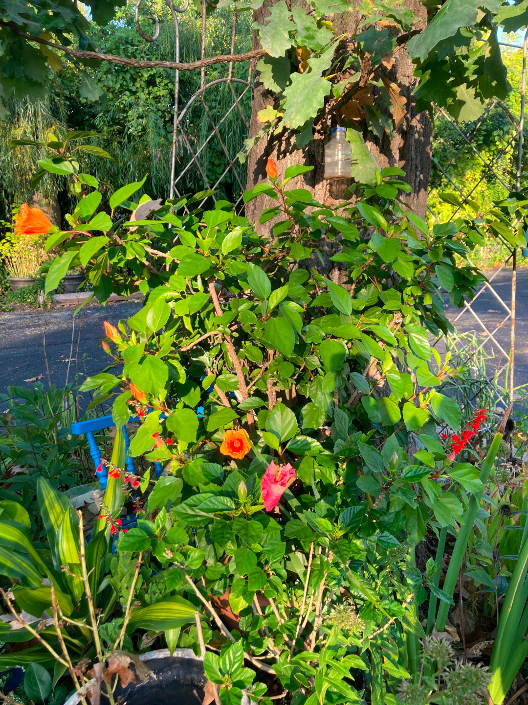 close up of large multi-colored hibiscus