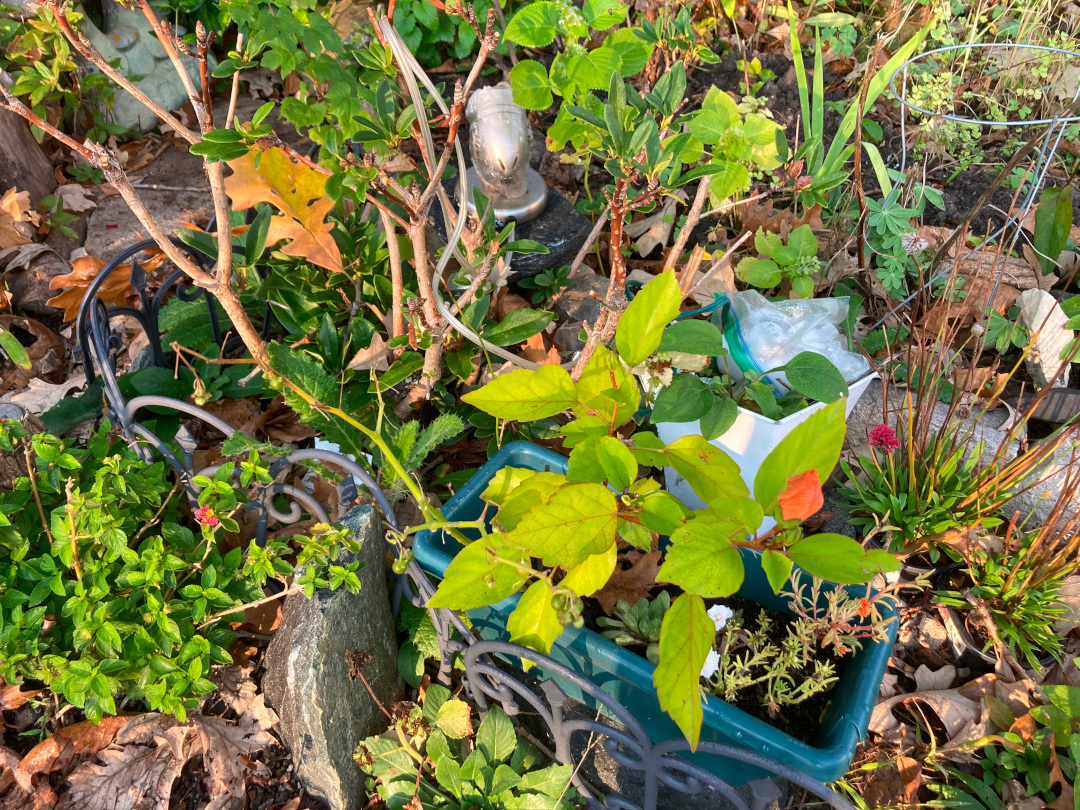 small rectangular container amongst lots of other plants