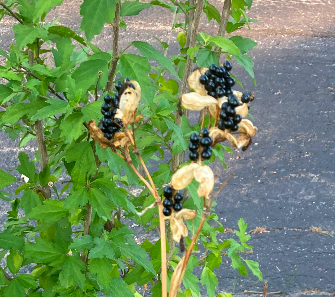 close up of Blackberry lily berries