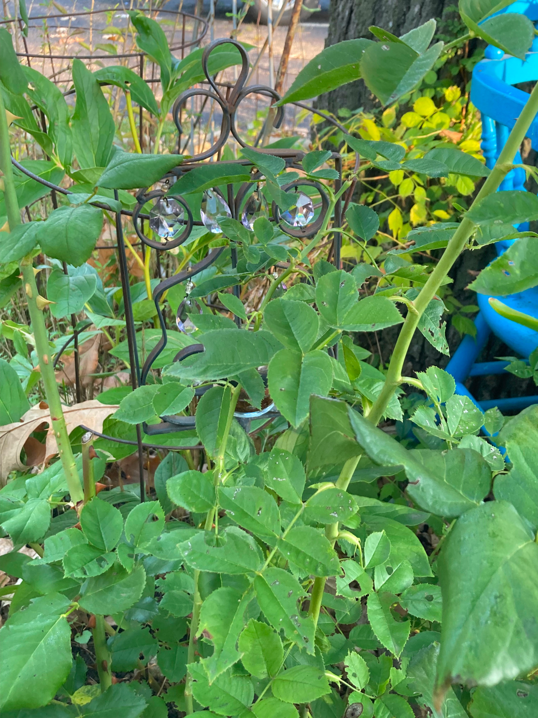 close up of garden art hidden in plants