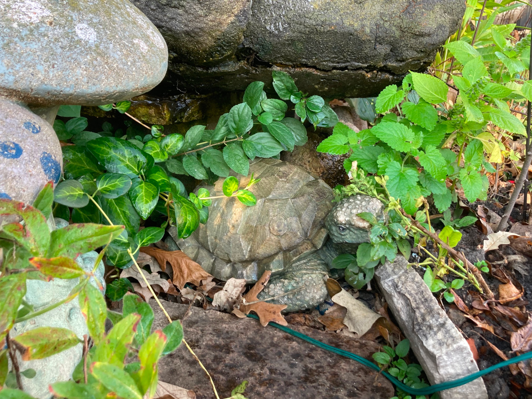 concrete turtle in garden