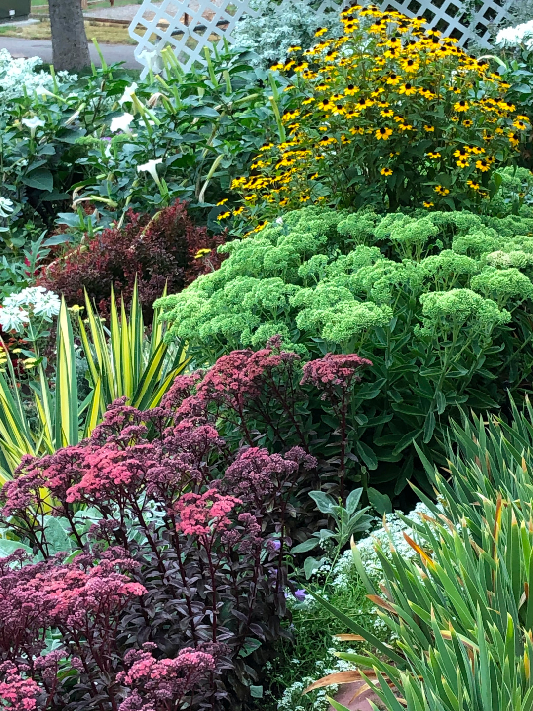 garden bed with various sedums and ornamental grass