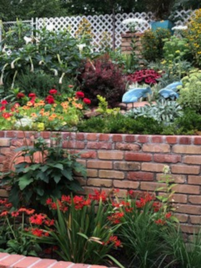 various red flowers in the garden