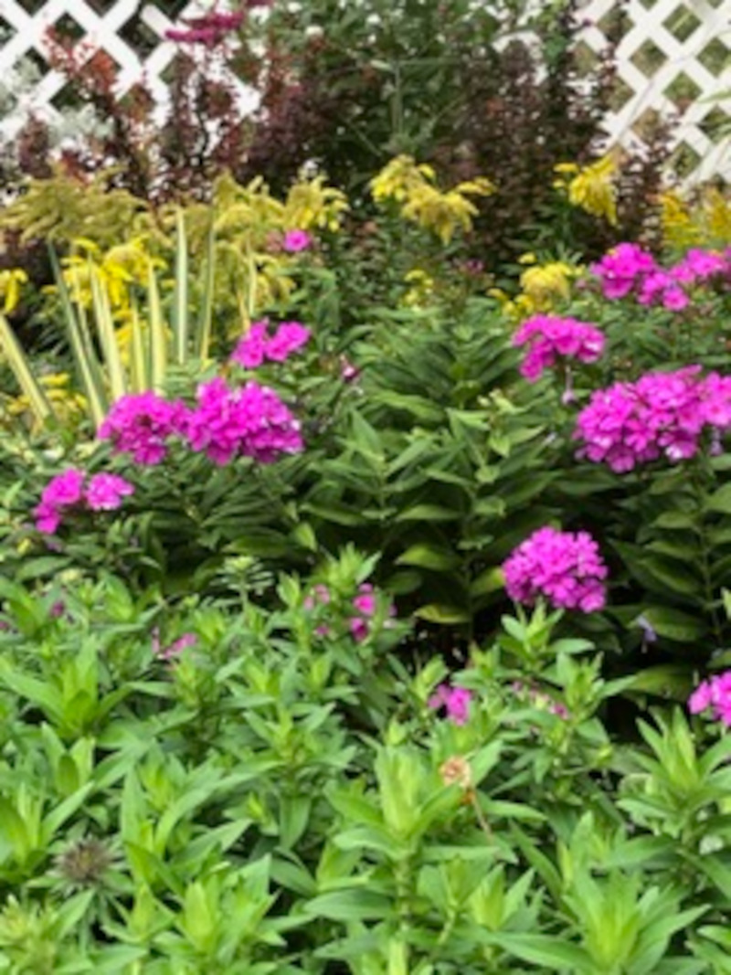 bright pink Phlox next to bright yellow flowers