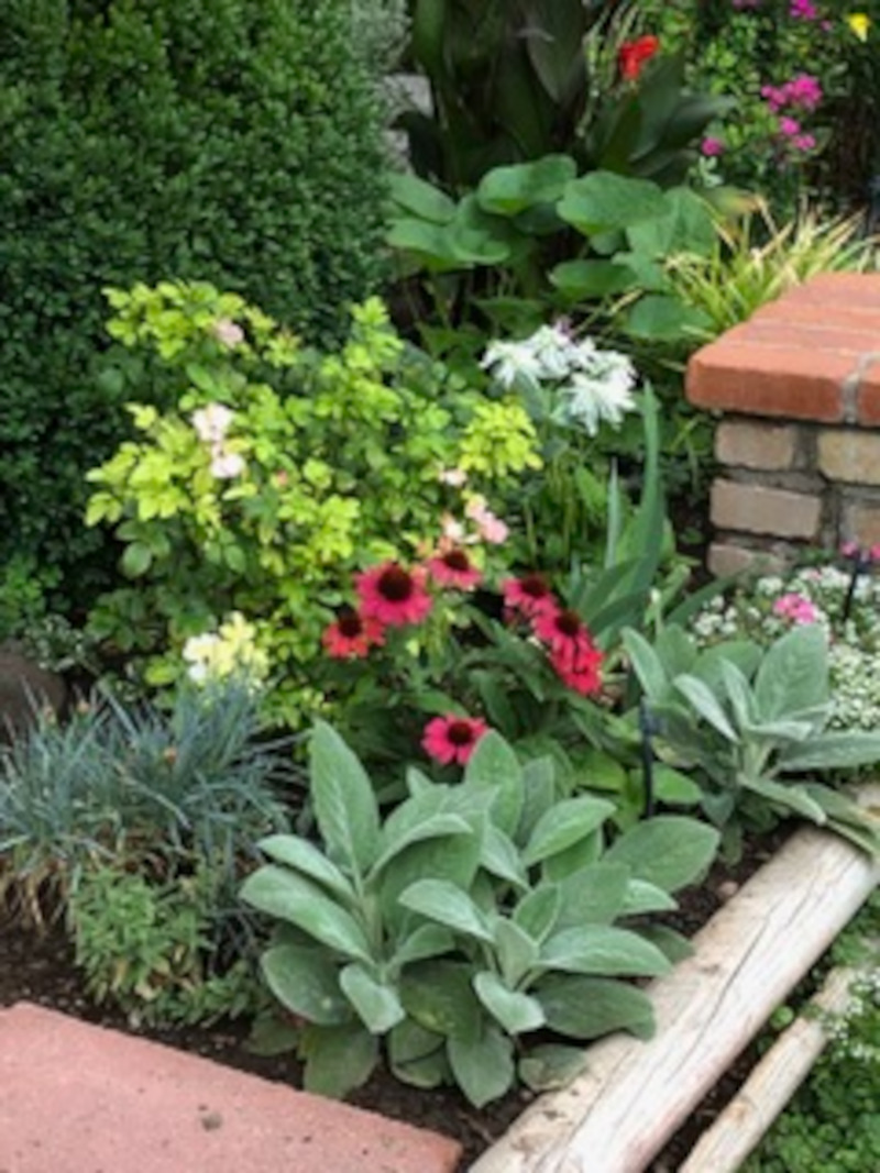 large Stachys foliage in the garden