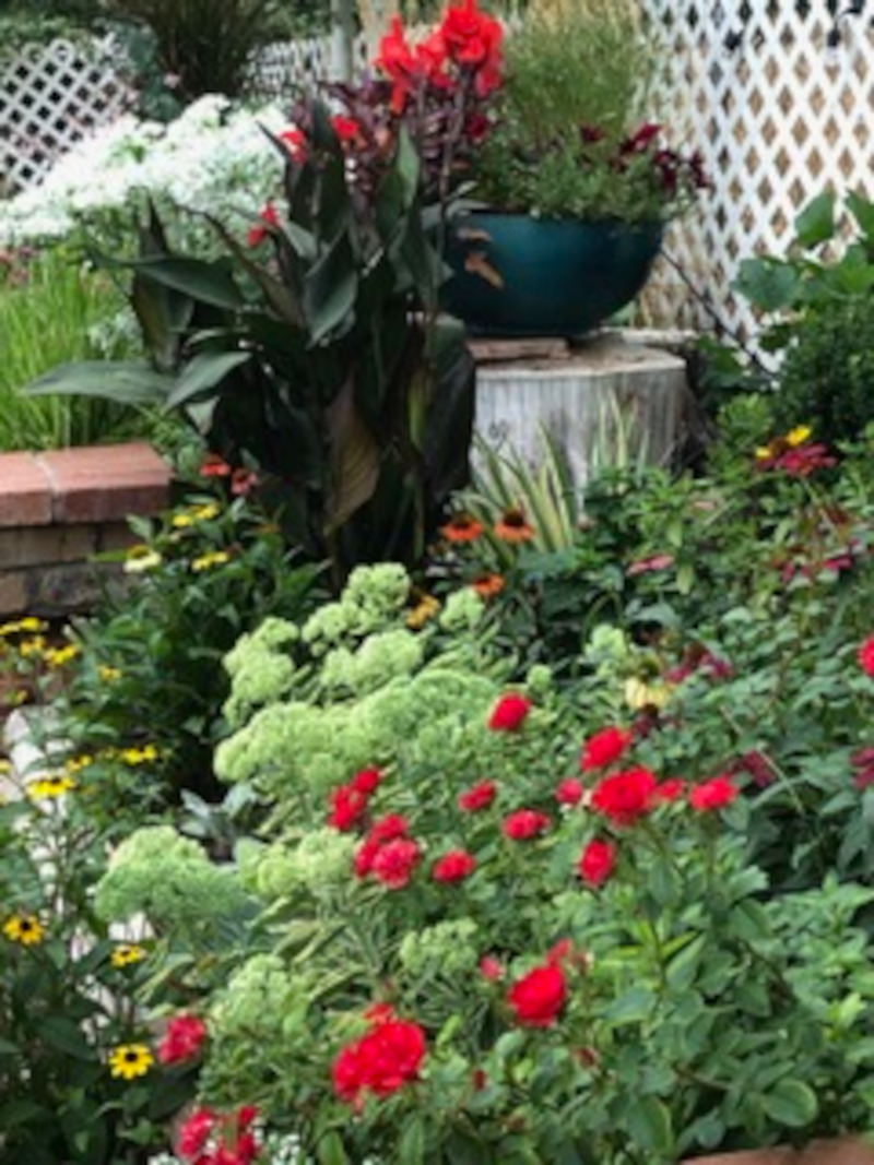 bright red flowers in the garden