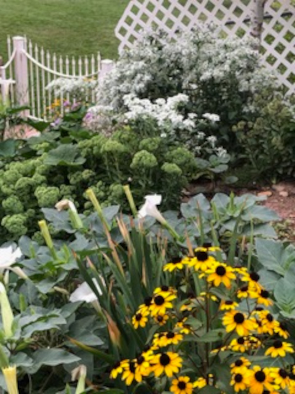 white and yellow flowers in the garden