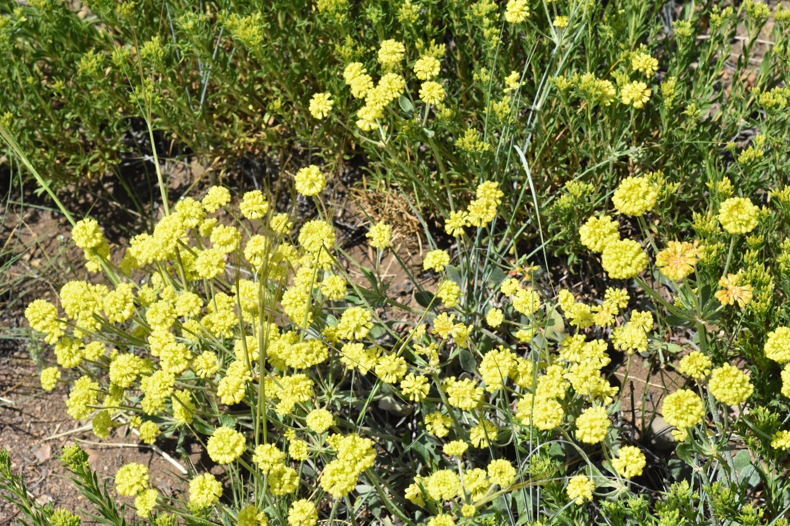 Eriogonum umbellatum in wild