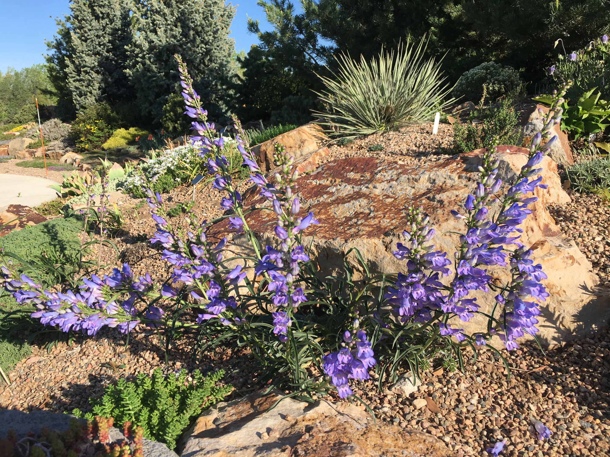 Penstemon strictus