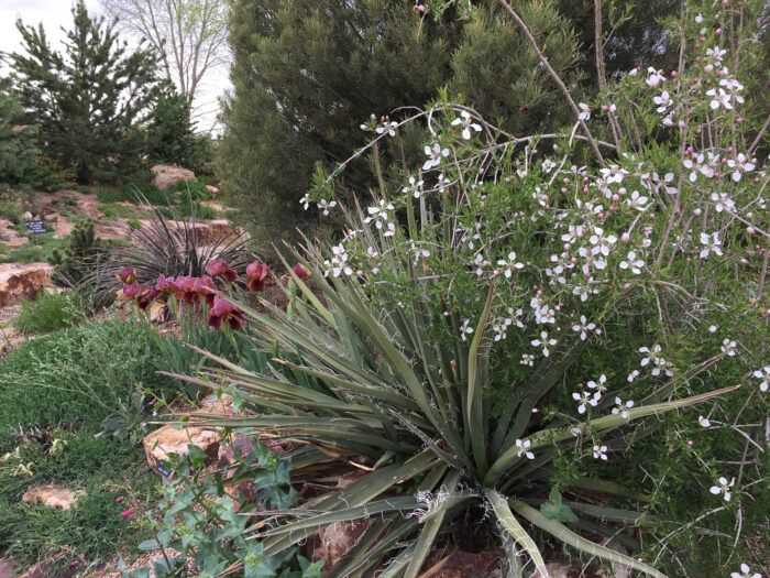 Fendlera rupicola blooms through Yucca baccata