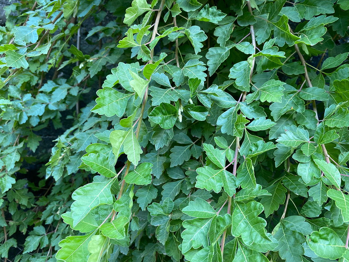 ‘Autumn Amber’ three-leaf sumac