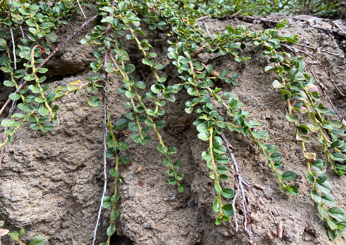 Rockspray cotoneaster