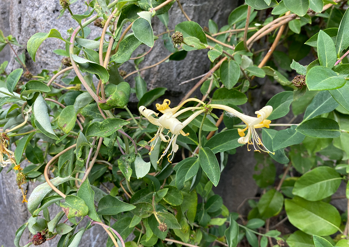 ‘Scentsation’ honeysuckle